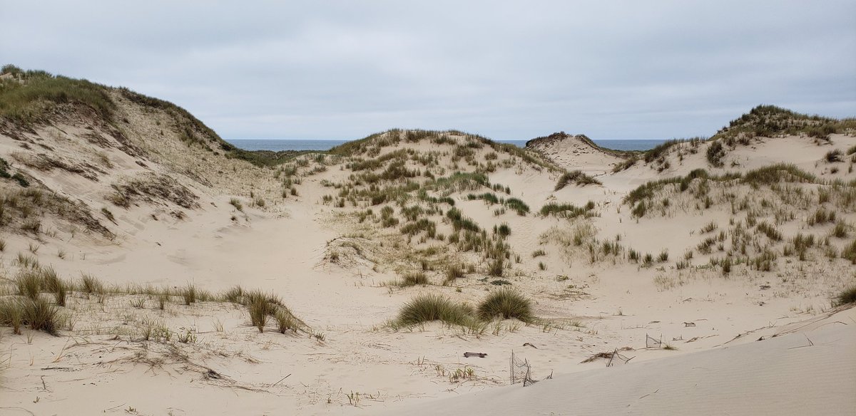 It's #WorldSandDuneDay! Just back from a visit to the amazing dunes at Hardelot Plage, Pas de Calais.

An interesting case study for beach hydrology as a control on embryo formation, per my holiday reading: scholar.google.com/scholar?hl=en&…