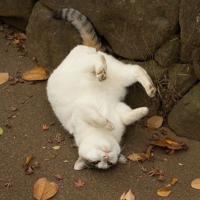 StudyTxnes's tweet image. ⌕  #studytwt #studytwtbr #langtwt

🦣 | ꒰ fiz essa conta com intuito de mostrar meus estudos, compartilhar conteúdos e me motivar a estudar cada vez mais.

werisson, 18y
   ☆ ele/dele
   ☆ foco: enem/ita
   ☆ amo fisica e biologia
   ☆ pt-br &amp;amp; en

♡/↺ = mutuals!