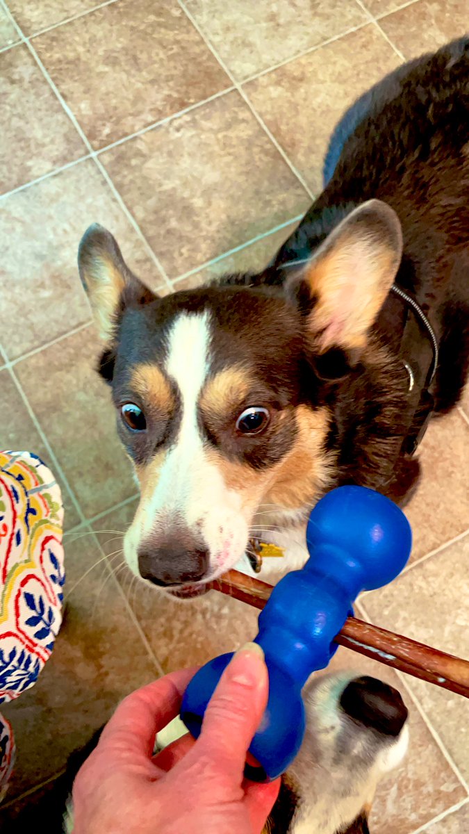 Quinn_The_Corgi's tweet photo. Yesterday I informed mom that there was an empty @bowwowlabs bully holder under the couch, then today she surprised me with a @redbarninc bully. It was like magic ๐ชโจ๐ซถ๐ป
#๐ฌ๐๐พ๐๐ThePembrokeCorgi
#corgilife #corgiworld #cute #corgi #CorgiCrew #ZSHQ #bullystick https://t.co/agZgVXseYn