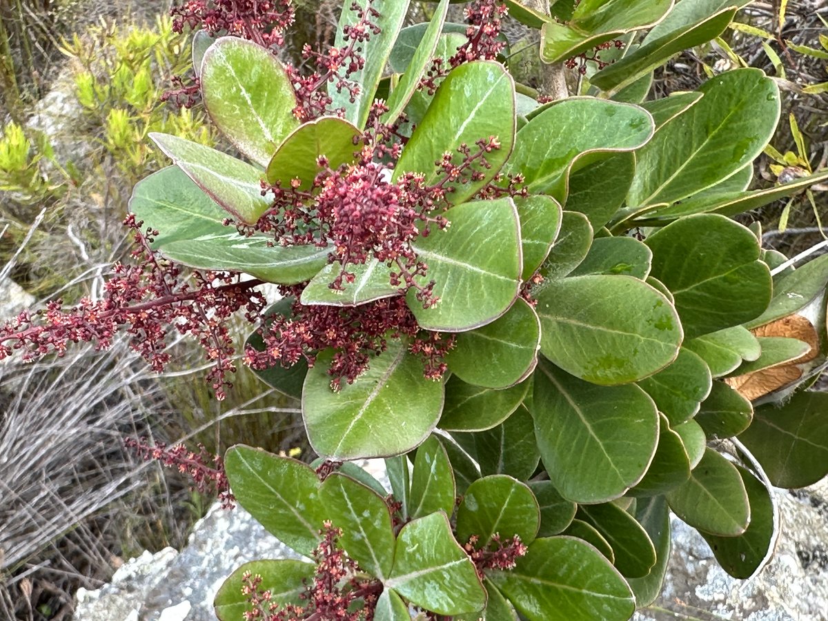 Fernkloof tweet media