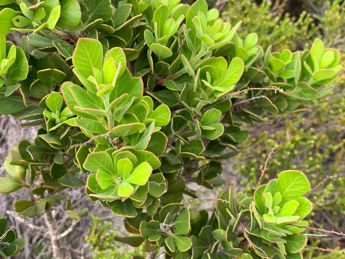 Fernkloof tweet media
