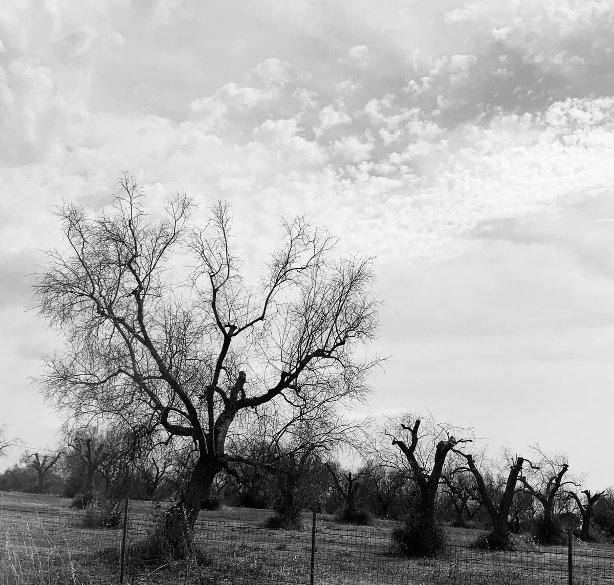 So sad to see the effects of the disease Xylella on the olive trees in Southern Italy which has dried up one third of the 60 million olive trees in Puglia. They are heroically replanting a resistant variety as fast as they can. #savethetrees