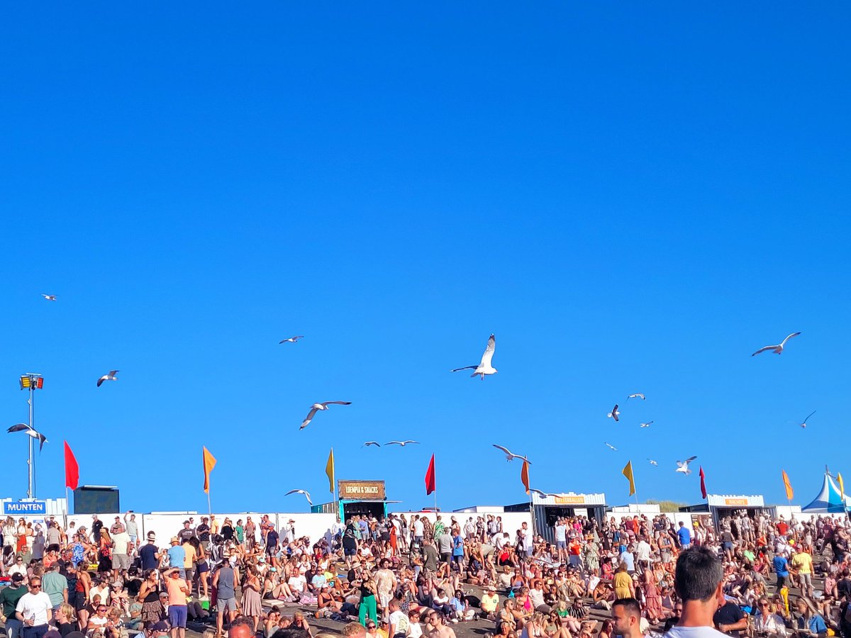 De gelukkigste meeuwen van Zeeland hangen als aasgieren boven het publiek van #cas. Ze zullen de rest van de week geen honger meer hebben