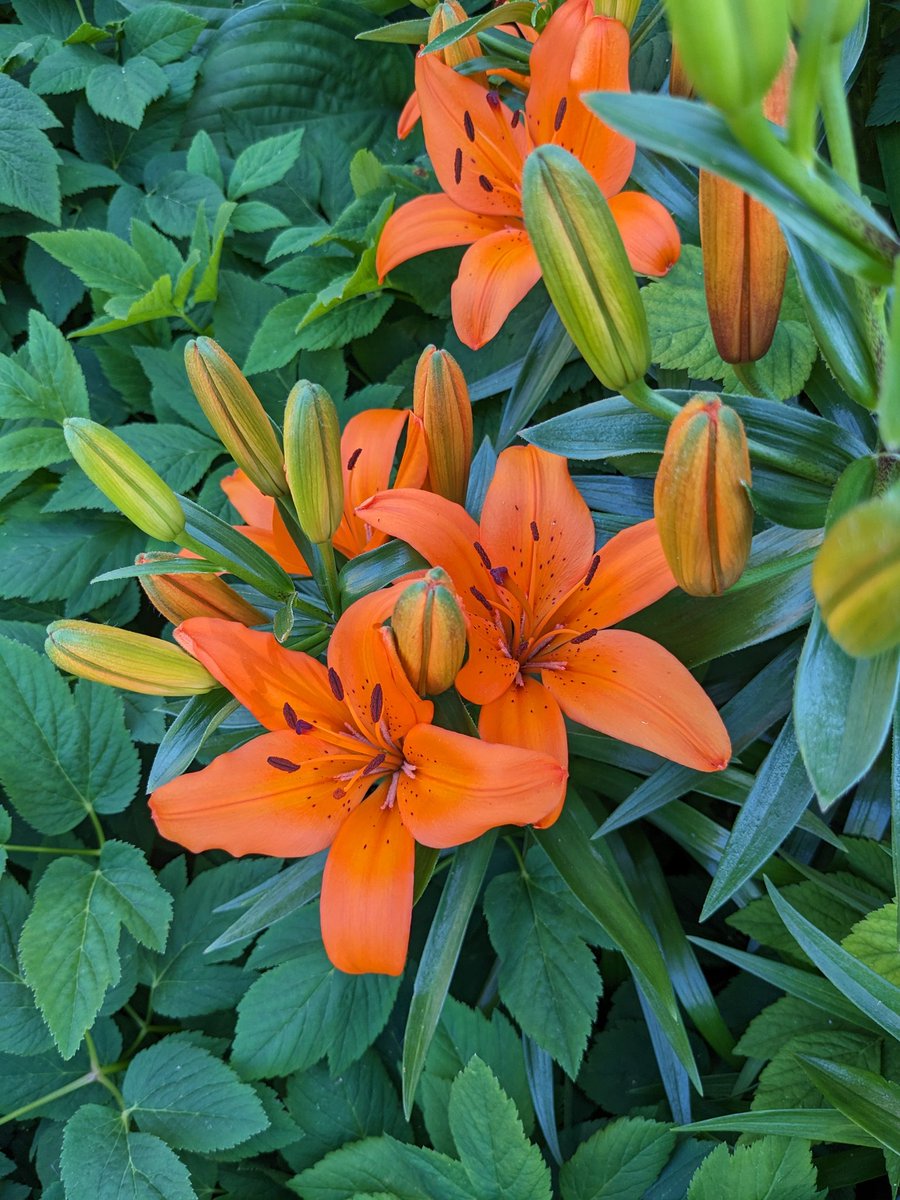 soffecoeur's tweet photo. Petites fleurs de rue https://t.co/lMf6Lzz11f