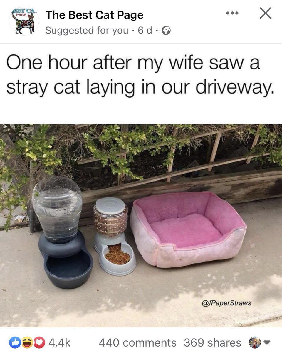 😂 this is me too! #cat #AnimalLovers #catlover <a href="/JaneFallon/">Jane Fallon</a>