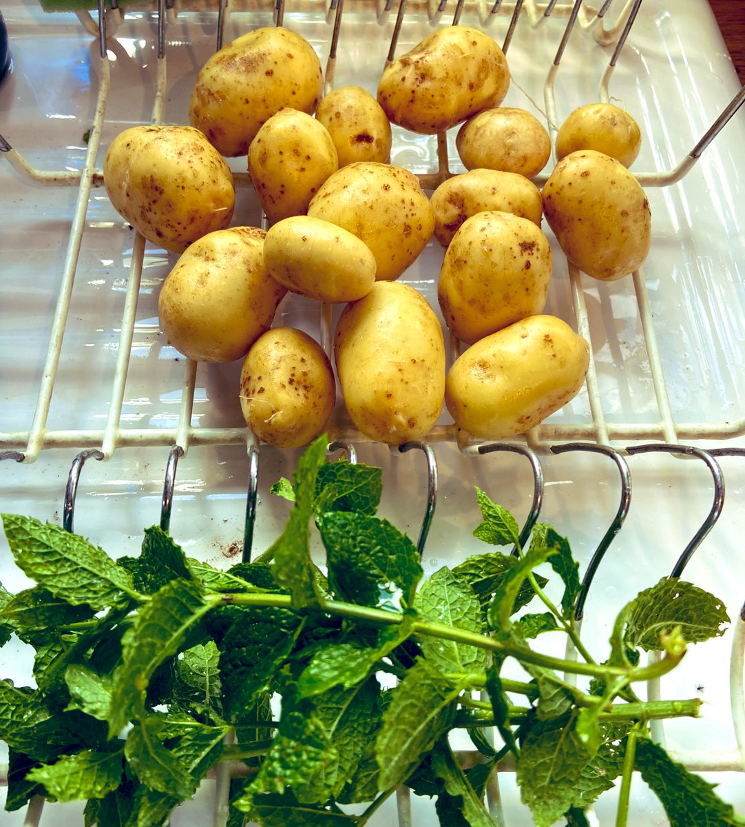 First new potatoes of the year 😍 Quite a bit further along than I thought but looking great! That drop of rain last week as had them motoring. #NewSeason #newpotatoes #Britishproduce #homegrown