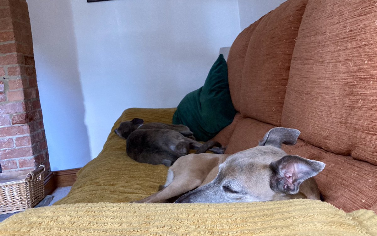 Just For Whippets tweet media