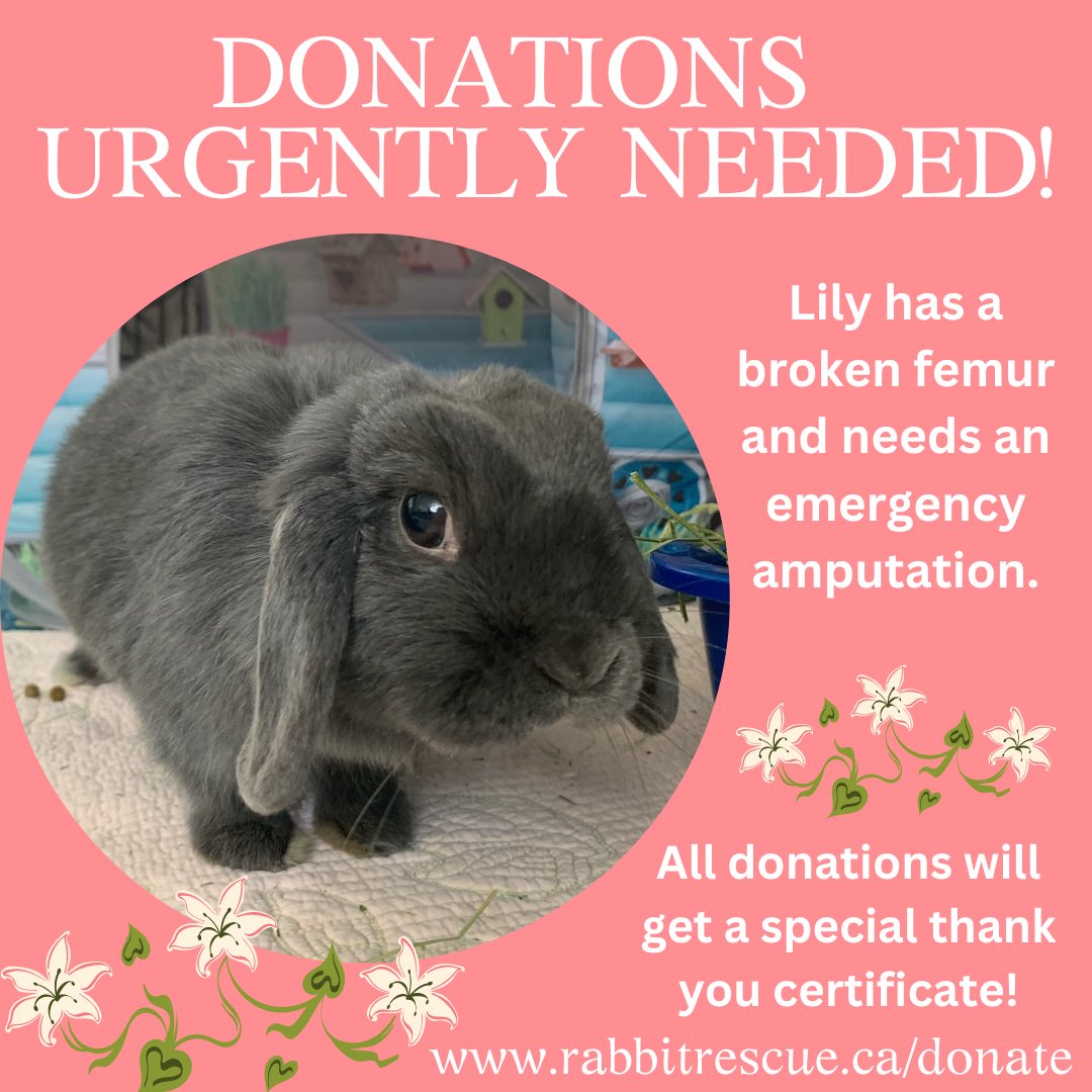 Lily is having her leg amputated today. Read her full story on our instagram page. Donate rabbitrescue.ca/donate