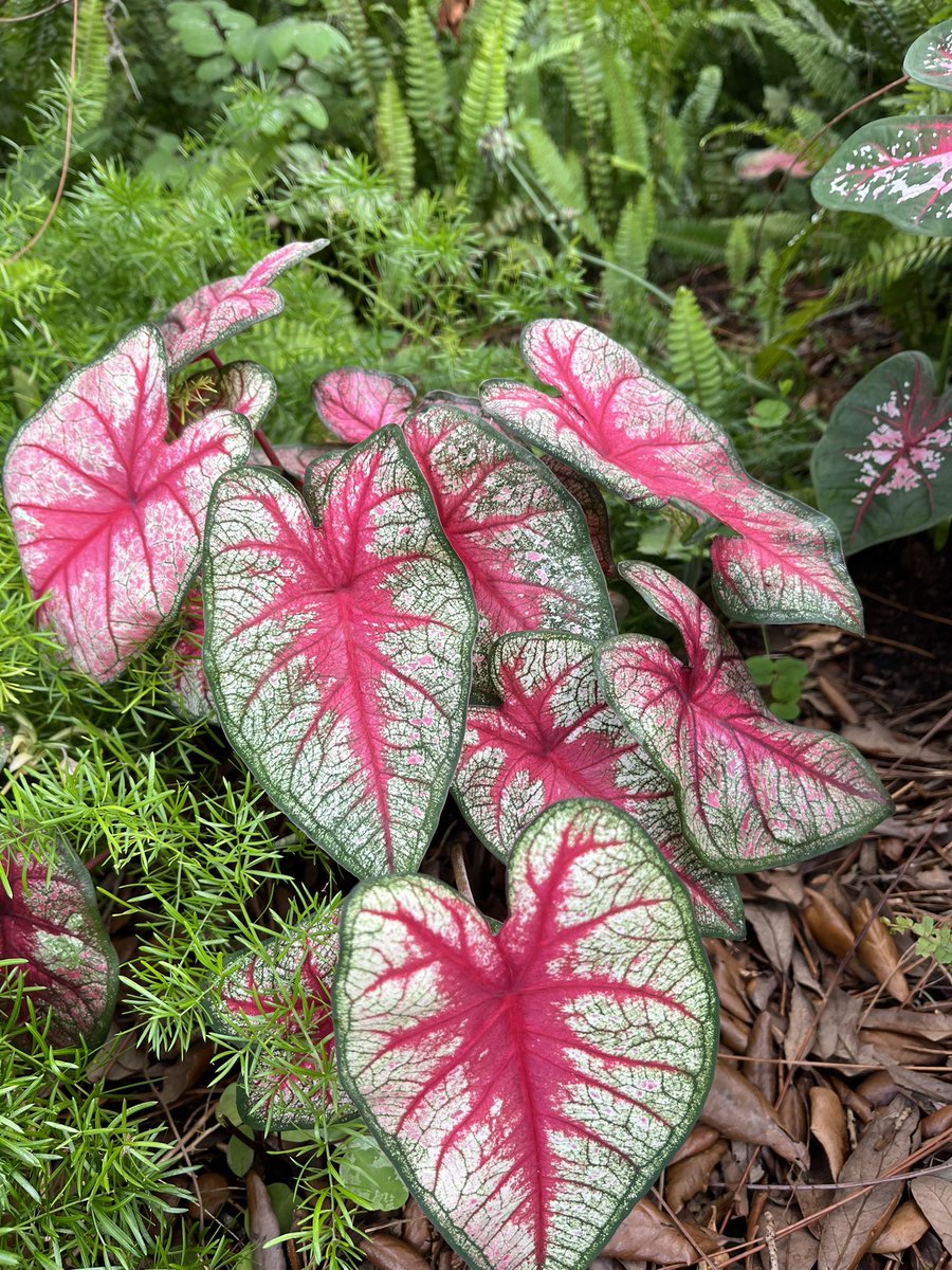 The caladiums have been enjoying the weather conditions and the shade. #caladium #garden #gardening