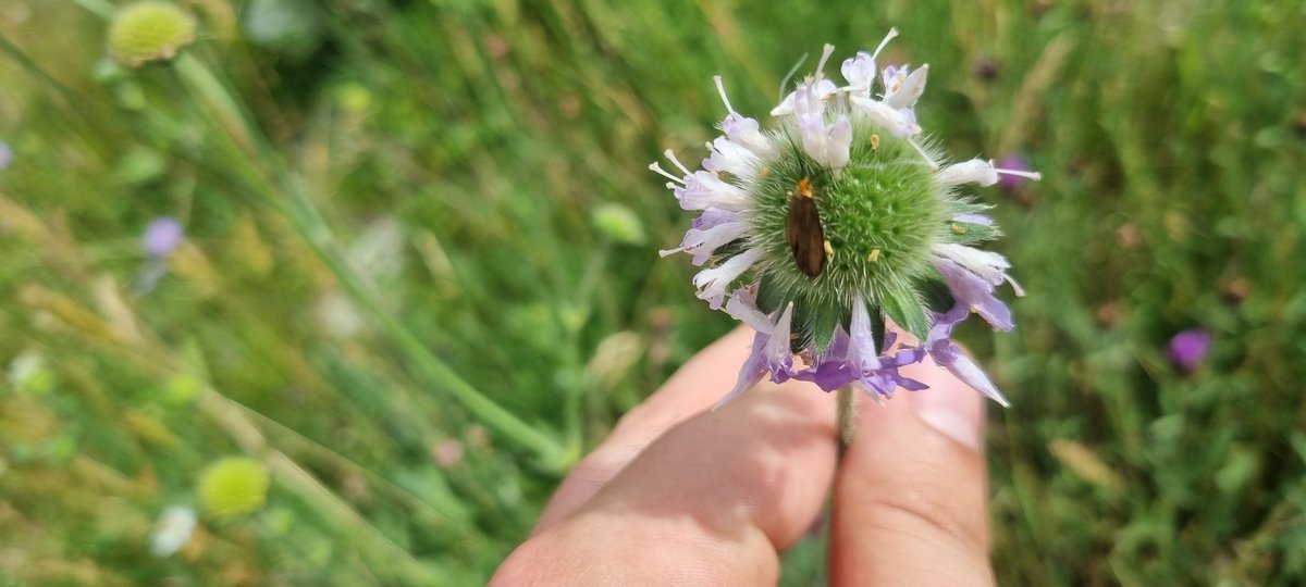DavidDowding2's tweet image. Numbers of Marbled whites (70) meadow browns (100+) and skippers (1000's) just starting to pick up at Landseer Park today , as well as a few Brassy longhorn moths on scabious @BC_Suffolk