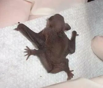 Would you know what to do if you found a bat in the ground or exposed area during the day? 
1. Safely contain the bat in a box following our guidance: buff.ly/34PPUgq  
2. Call the National Bat Helpline, a regional helpline or follow more advice: buff.ly/3PhKb4V