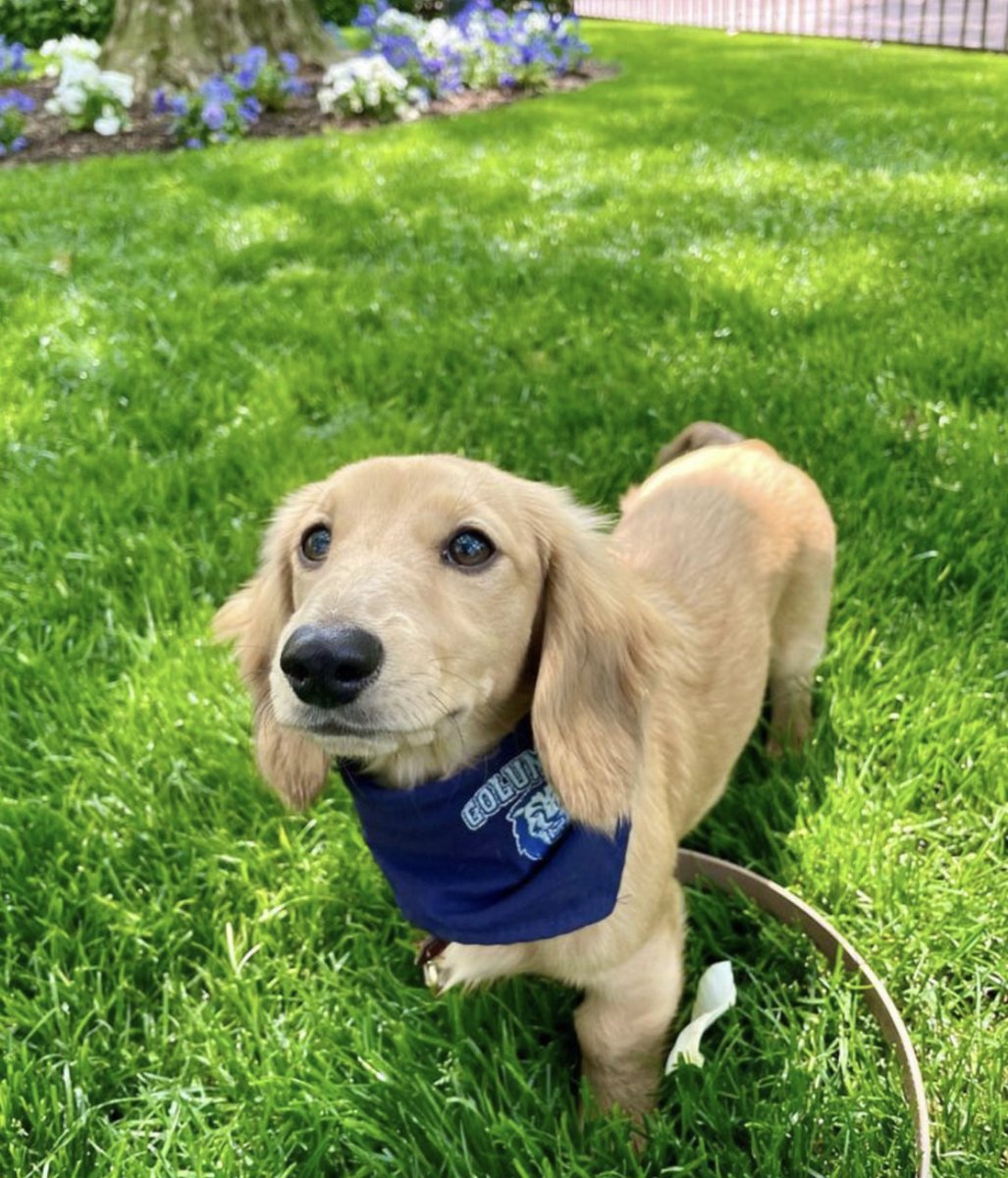 TeachersCollege's tweet photo. Hope your weekend is filled with good vibes and puppy love ๐๐ถ #CUatTC https://t.co/2m2j3bPaTY