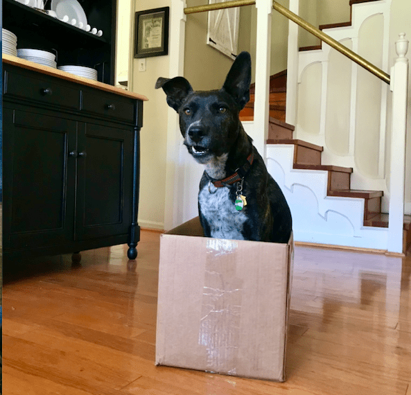 Premiere_ATL's tweet image. Smart tips for moving with pets (and ensuring everyone stays as comfortable as possible): ow.ly/42W550OW2rC
.
.
#moving #movingtips #movingwithpets