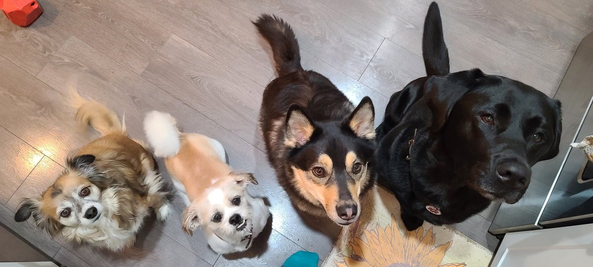 I can't REALLY blame my social media manager for neglecting Twitter. She's been super busy helping me manage future #zshq prospects, cuz I can't handle these hooligans alone!!
#AllTheDogs