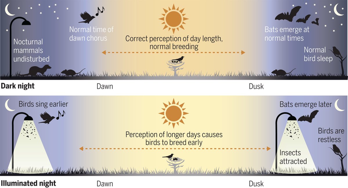 Artificial light at night has variable and complex impacts on plants and animals, disrupting entire ecosystems, according to a new #ScienceReview. scim.ag/37k #LightPollution