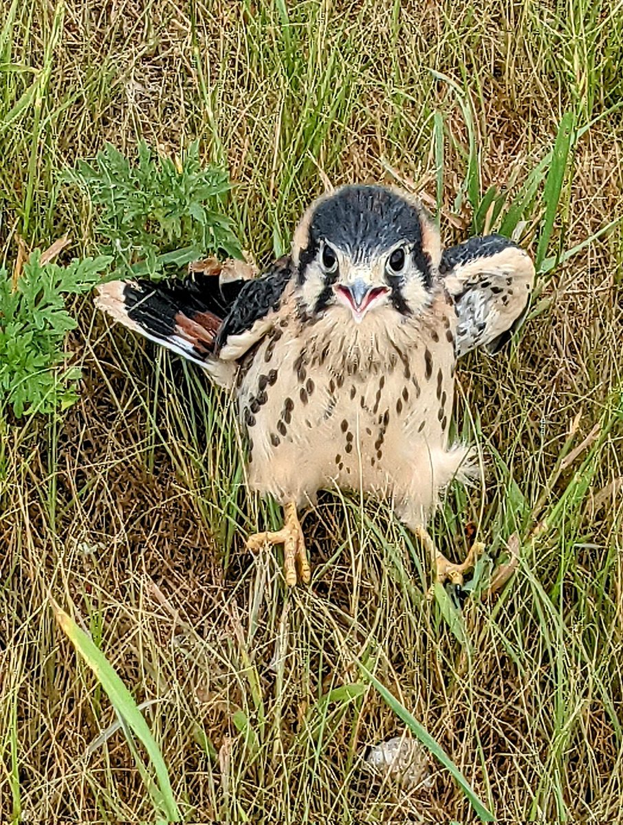 kelly_brannick's tweet photo. Early this morning I stumbled upon a young sparrowhawk standing on the road.... So I stop my car and shooed him off the road... Parents were nearby squawking up a storm... What a cutie. https://t.co/hcn3bTUXjp