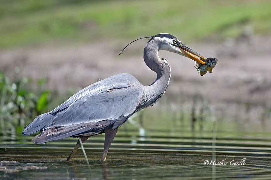 Very fishy!
Something fishy going on here.
It was hangry time on the lake the other day. Same heron, different fish, 5 actually, he was hangry, like I said.
#GreatBlueHeron #StocoLake #HastingsCounty #HeatherCardlePhotographer