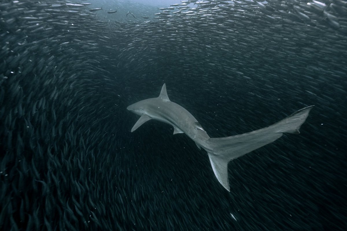 Zandithemermaid's tweet photo. My favourite time of the year ☺️ Sardine Run in Port St Johns 💙🦈🧜🏽‍♀️✨✨

So incredible to capture incredible moments with my Nikon Z6II underwater! Can’t wait to share more! https://t.co/uaFnY4MlVA