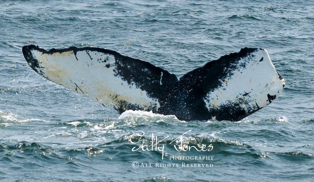 Dynamic if somewhat diminished, humpback whale-Venom shows her unique fluke pattern! She lost a portion of her tail to an entanglement years ago.
