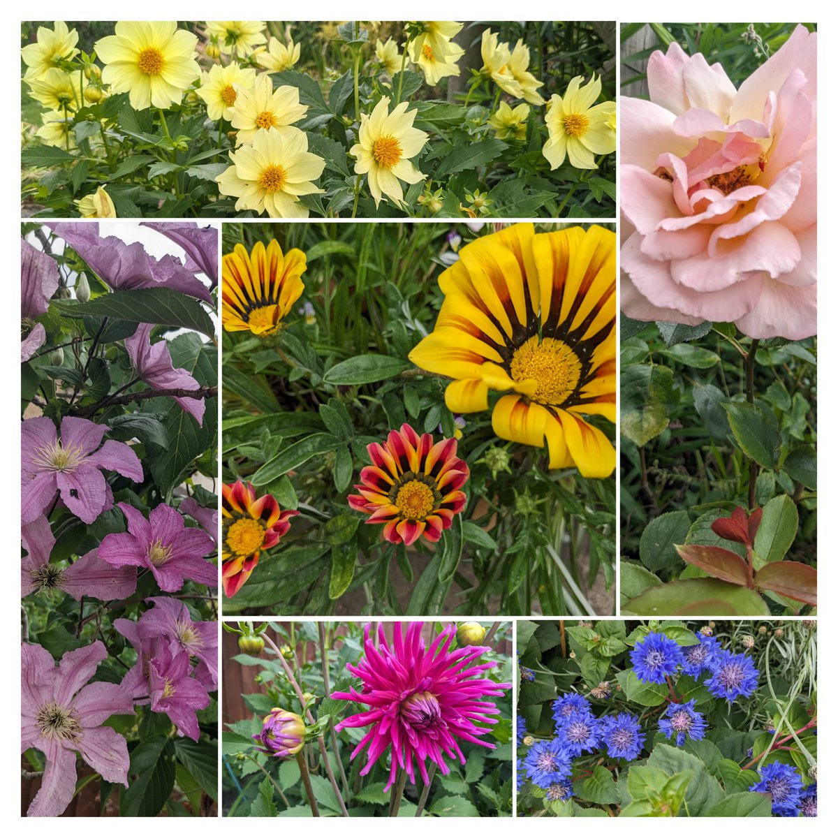 #SixOnSaturday Dahlia, Rose, Clematis, Zinnia, Cornflower.