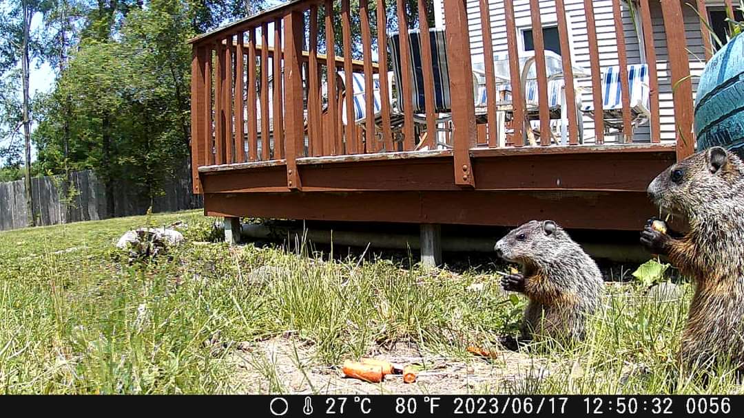 vintagepix's tweet photo. We have some young groundhogs in our yard, and inspired by the salad bar that @Ostdrossel put out for her groundhogs, I chopped up an apple and some carrots for ours. (They ate all the apple slices first.) #Groundhog #WisconsinWildlife #TrailCam #BirdfeederTV https://t.co/oIMgH7Wfn0