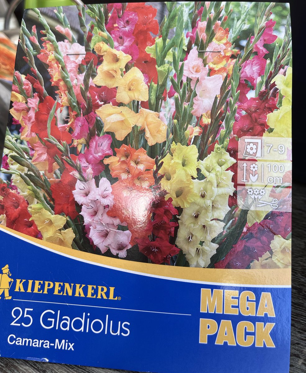 Der große #louisvangaal wäre stolz auf mich #gladiolen #gladiolenodertod #DeNijmeegseVierdaagse