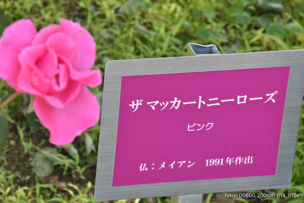 与野公園で撮った #ピンクの薔薇

この一枚も、何かに導かれたように撮りました。

マッカートニーが #赤い薔薇 を加えた写真のアルバム
#RedRoseSpeedWay がありますね

当たり前のよう過ごせる事に #感謝 です。

#写真で伝えたい私の世界 
#flowerphotography 
#nikonphotography 
#Rosegarden