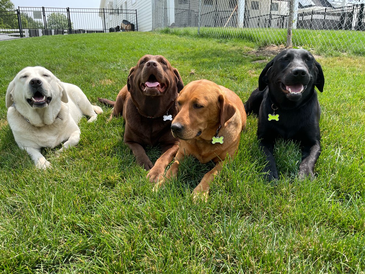 Happy Saturday! 

Please meet Cali, Indy, Minne, and Ella!

Please send us photos of your dogs enjoying this beautiful weekend!

#dogtraining #dogtrainers #labs #labtraining