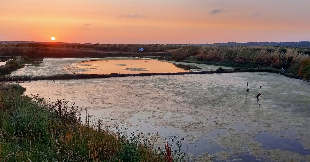 GuideNature44's tweet image. Partez avec moi au cœur des marais salants pour découvrir leurs secrets et profitez du coucher du soleil. Un instant magique ! antoinemercier-guidenature.fr 
#maraissalantsguerande #nature #loireatlantique #presquiledeguerande #seldeguerande #oiseaux #Guide
