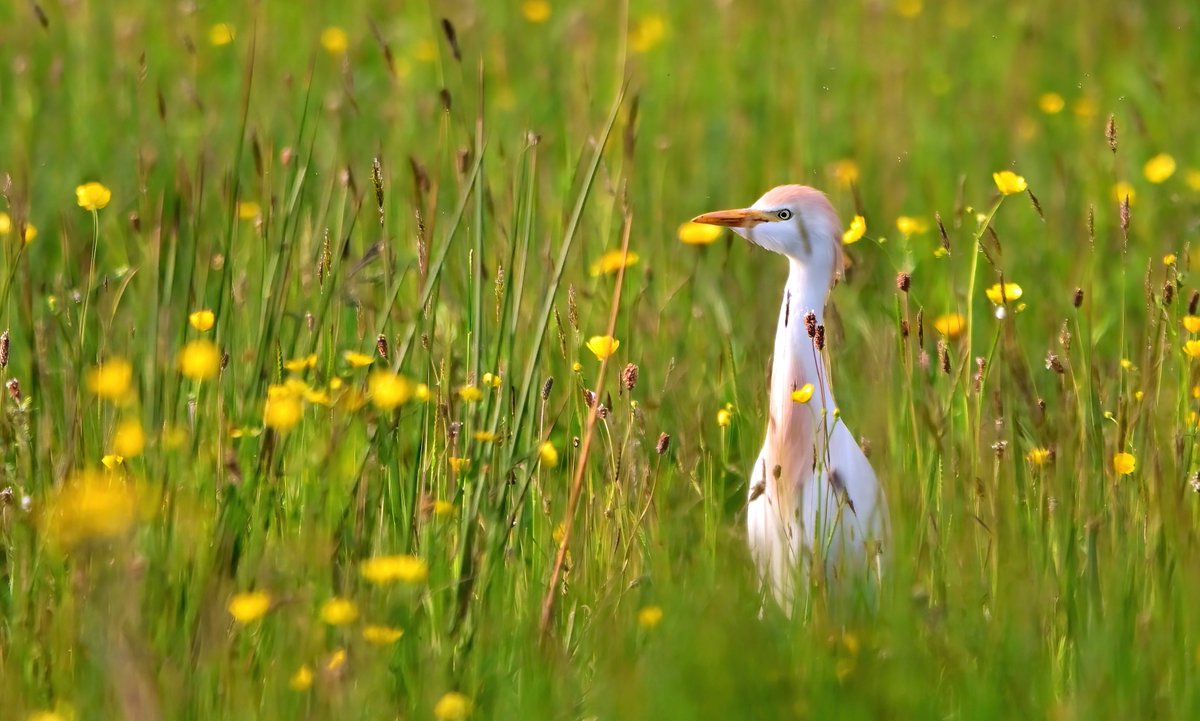 Cattle Egret in a Somerset meadow. 😍🐦