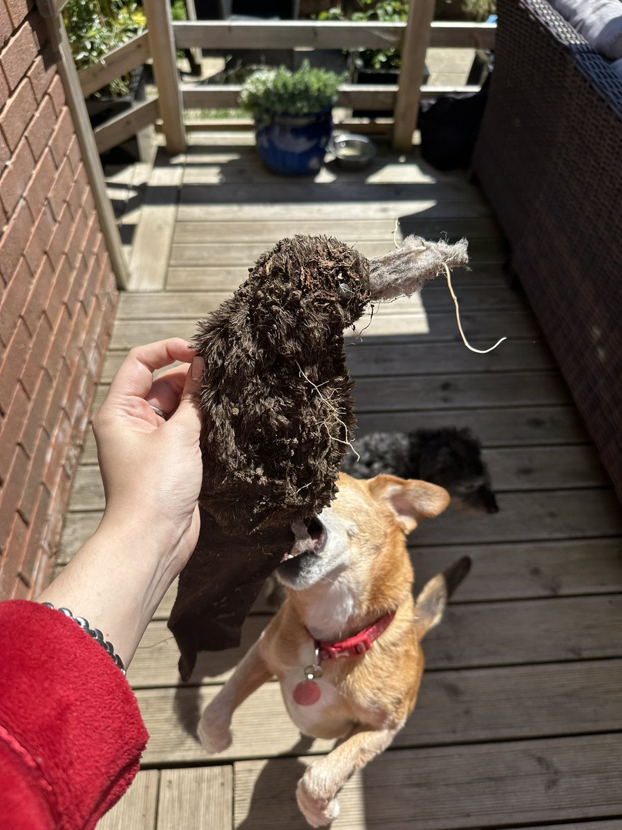 Kyra Horlock tweet media