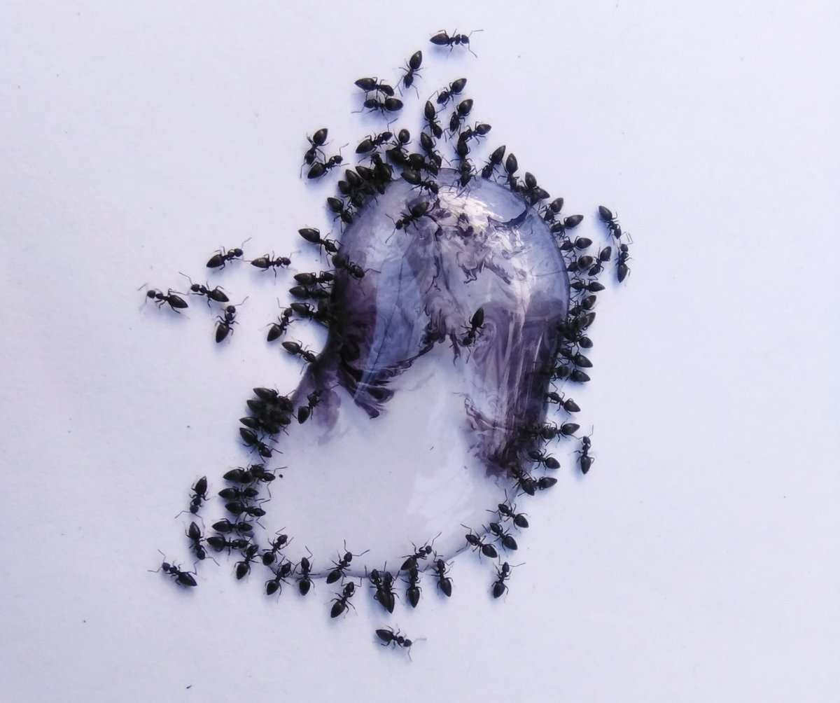 I’m excited to see some initial results from our new project ‘Mapping Emergence’, in which we attempt to make art with ants. This work is co-funded by @UniExeCornwall, @FalmouthUni, @UniofExeterESI, and @artsandculturex.