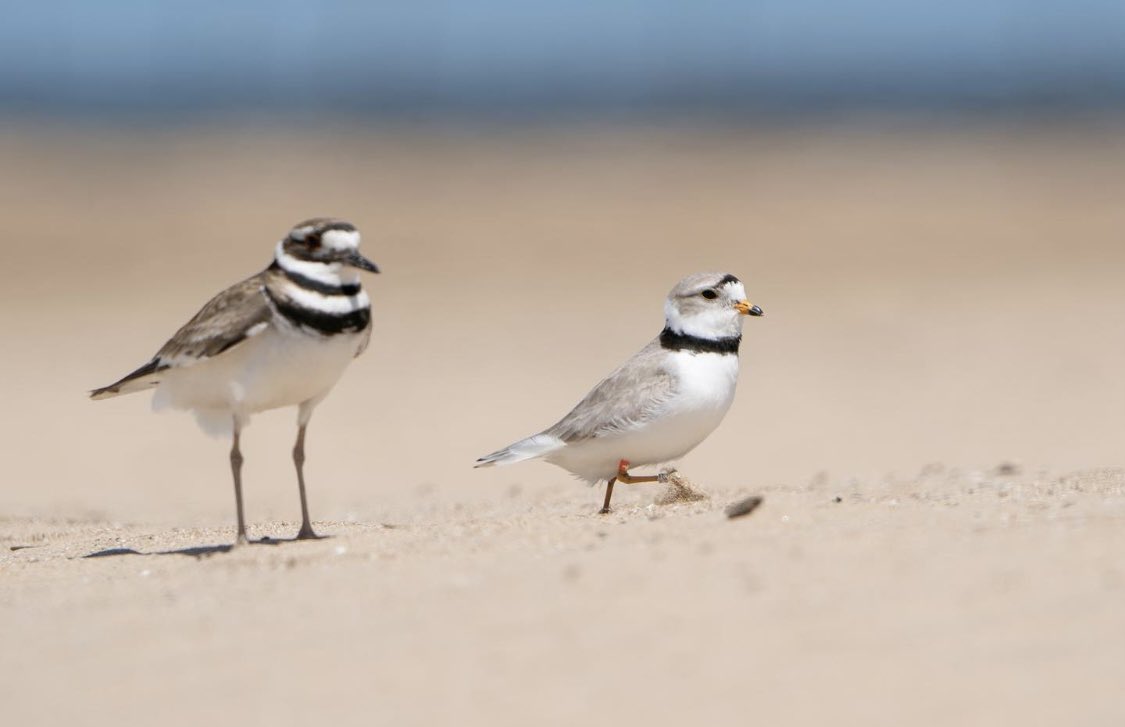 Chicago Piping Plovers on Twitter "It's Your Daily Imani! ☀️ Saturday