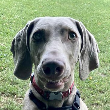 WillowWeimar's tweet photo. Cheese! 📸 #dogsoftwitter https://t.co/wqjE7xTodF