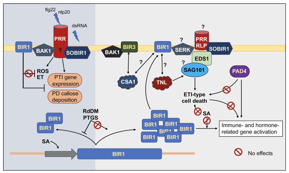 Irene Guzmán-Benito tweet media