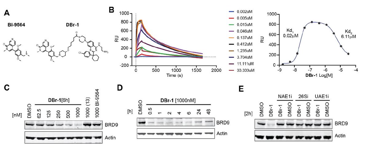 HartungIngo's tweet photo. Finally I read up on #DCAF1 based #PROTACs @NovartisScience. A recently disclosed non-covalent WD40-binding DCAF1 ligand enabled degradation of BRD9, Csk, Limk2, TEC, TNK2 &amp; BTK. Hijacking essential DCAF1 may break resistance to CRBN PROTACs. @BioRxiv #TPD https://t.co/PCzPmXk5Pz https://t.co/kh6v2sFJbo