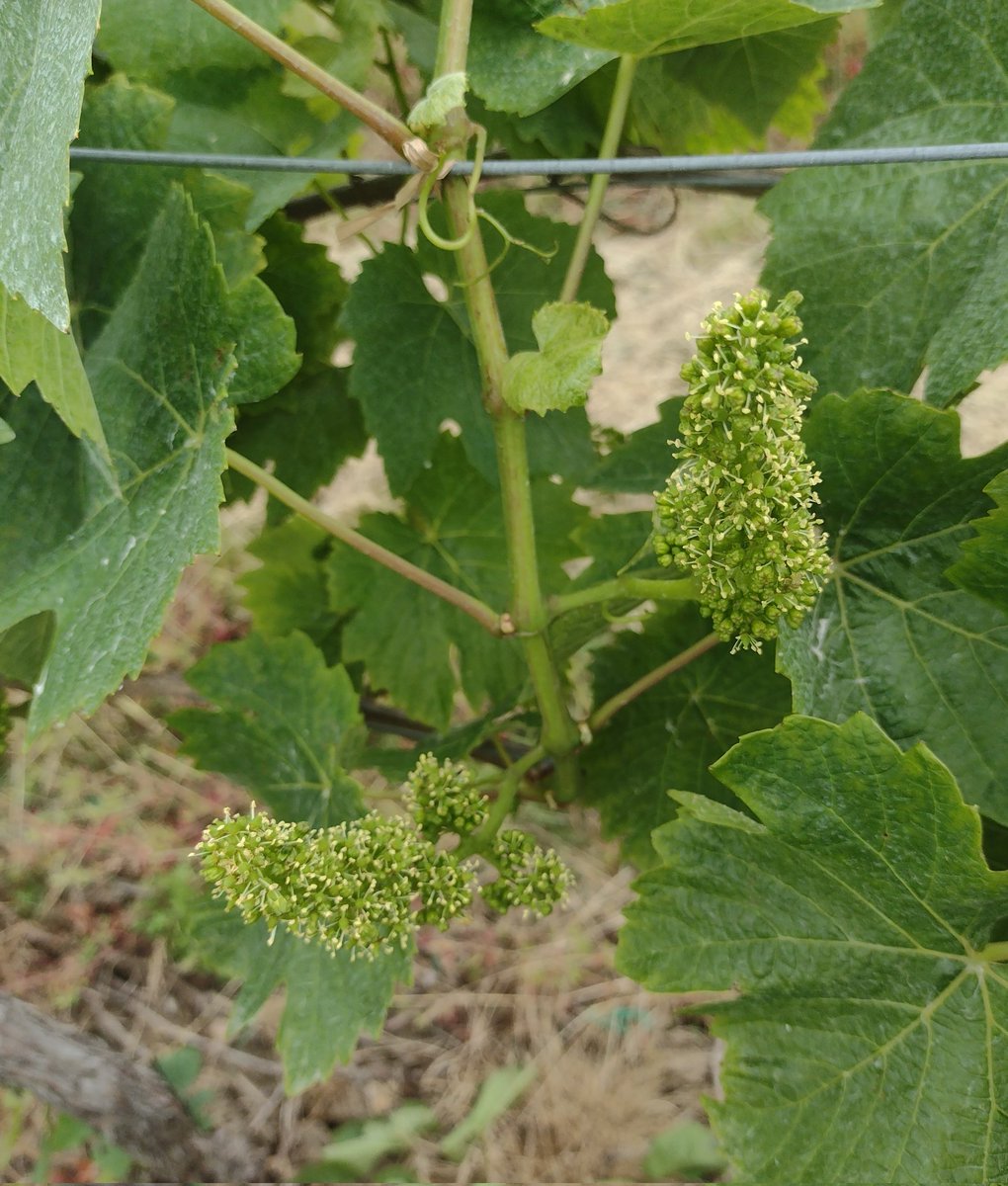 Clayhill Vineyard (@infoclayhill) on Twitter photo Wow this is almost as exciting as the #Ashes23.  All to play for . . . flowering was about 4 days earlier last year but now daily temperatures & sunshine are greater and flowering is rocketing away. 😳😍
#essex #vineyard #crouchvalley #grapes #flowering #lovingthesunshine Wow this is almost as exciting as the #Ashes23.  All to play for . . . flowering was about 4 days earlier last year but now daily temperatures & sunshine are greater and flowering is rocketing away. 😳😍
#essex #vineyard #crouchvalley #grapes #flowering #lovingthesunshine