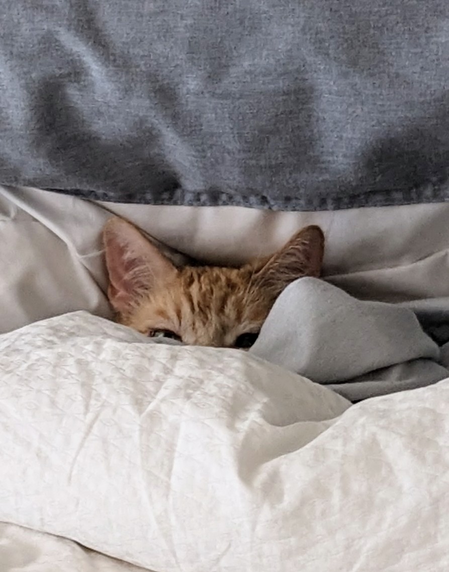 Refusing to come out of the covers for Caturday
#coworker #Caturday