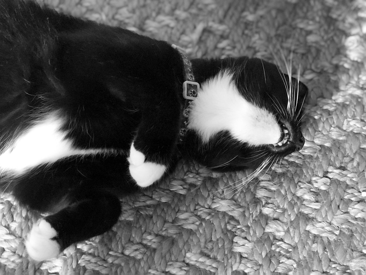 LokiCat91's tweet photo. Mr. Loki upside down.
.
#Caturday #tuxedocat https://t.co/UMXMMFr4D0