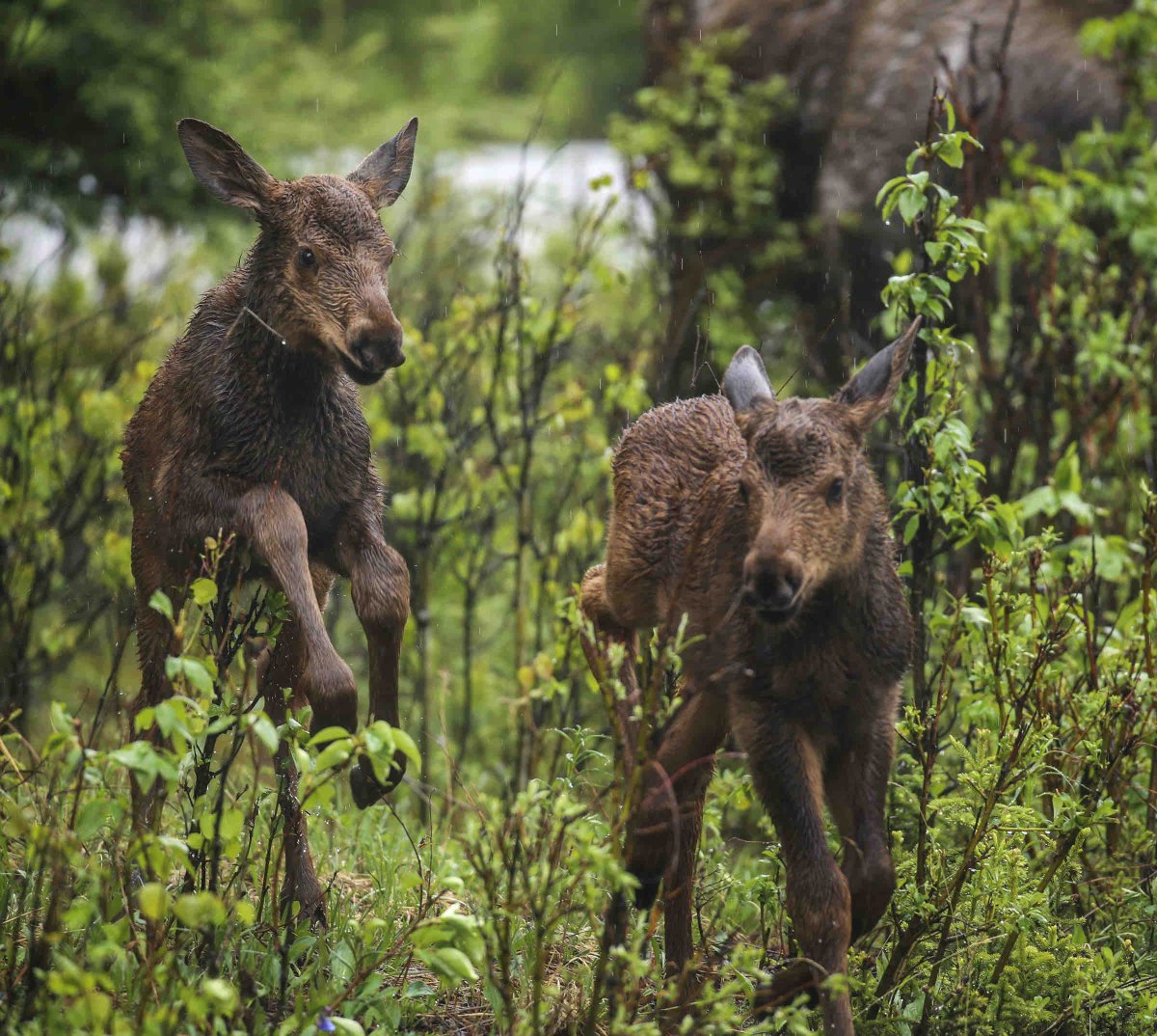 How Long Do Moose Calves Stay With Their Mom How Long Do Moose Calves Stay With Their Mom