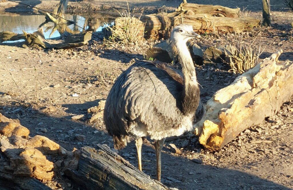 Jour 21 #SALC2023. Le nandou d’Amérique est le plus grand oiseau du continent. Il vit dans les prairies et pampas herbeuses.
Découvrez-le sur latfran.org/salc2023/
@francediplo @PhBastelica @WWFFrance @MAL_217 
@EmbaParFrancia
@AmbassadeArg @FranceenUruguay
#fauna
#biodiversité