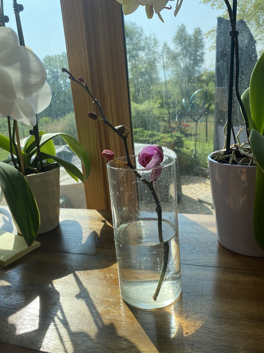 ShailiBhatt's tweet photo. I set the broken orchid branch in a glass of water for a week, not expecting much. It bloomed today! 🌸 #gardening #gardeningtips 
 #orchids https://t.co/qeYBBnB1OF