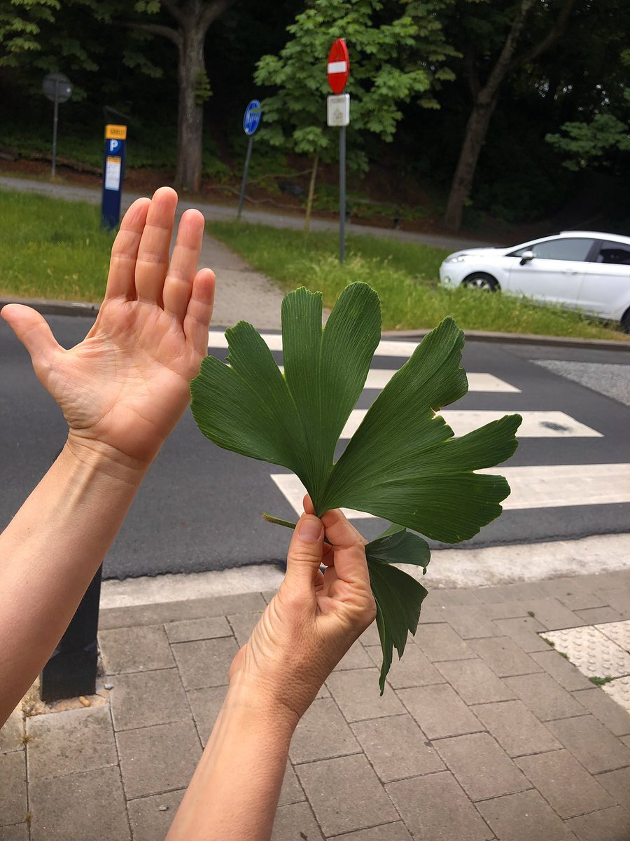 Biggest Ginkgo leaves I have ever seen! Nine-inch-wide (22.9 cm) lamina. These long shoot leaves were produced along a beefy sucker off a street tree in Ghent, Belgium. #mesozoic #fossil #paleobotany #ginkgo