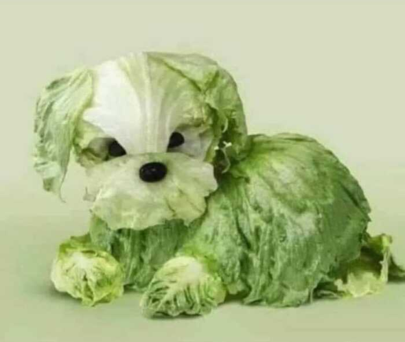 Missing dog answers to Caesar. If you see him lettuce know.