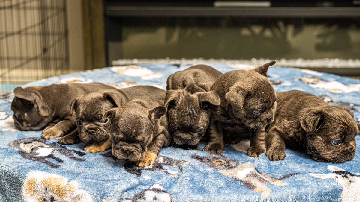 OboyTheCEO's tweet photo. 6 week puppy frenchies ready to go!
Fluffy Carrier x Coco
#TinyGiants https://t.co/lit7qLZADd