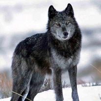 “As wolves love lambs so lovers love their loves”