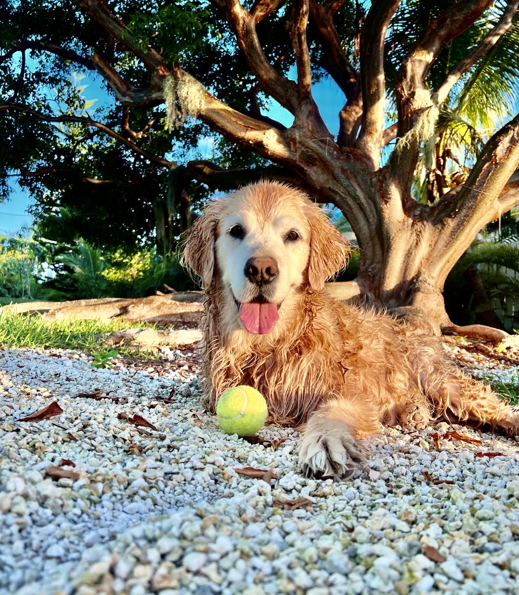 The Golden Ratio tweet media