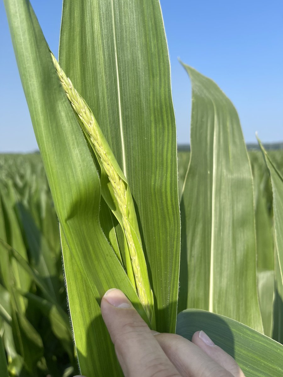 JeffBeccuej's tweet photo. Elkhart IL crops still showing good potential. 116 day corn planted April 15 and 2.8 beans planted April 20. These fields have had 3 inches of rain since planting with none of that coming in the last 3 weeks. https://t.co/cC4l4CtaYD