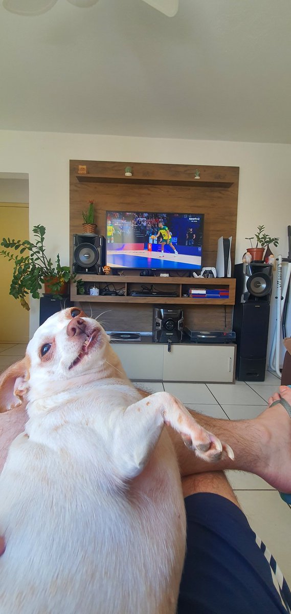 MarceloParpi's tweet photo. #VoleiNoSporTV #volleyball
#volleyballworld #vnl #brasil #brazil 
@sportv

E vamos na torcida pelo Brasil!
Clarinha é fã do Mago! 😅😅😅
Cornélio Procópio- Paraná https://t.co/UixbKYPyuO