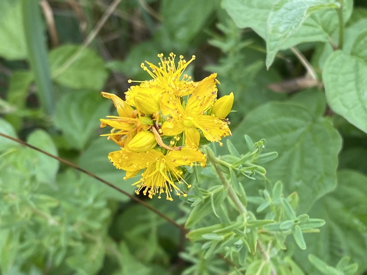 St. John‘s wort on today‘s St John‘s day. Hypericum perforatum, das Johanniskraut zum Johannistag.
